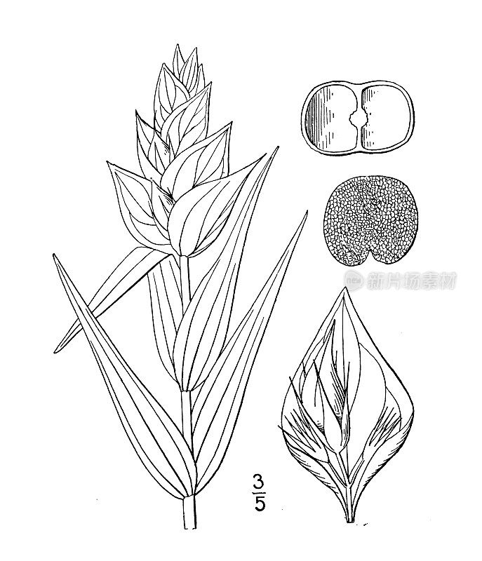 古董植物学植物插图:Pentstemon Haydeni, Hayden的胡子舌头